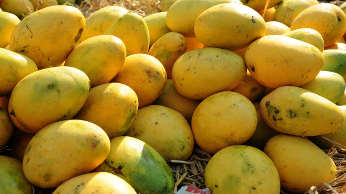 উত্তরপ্রদেশে বাম্পার আম ফলনের আশা