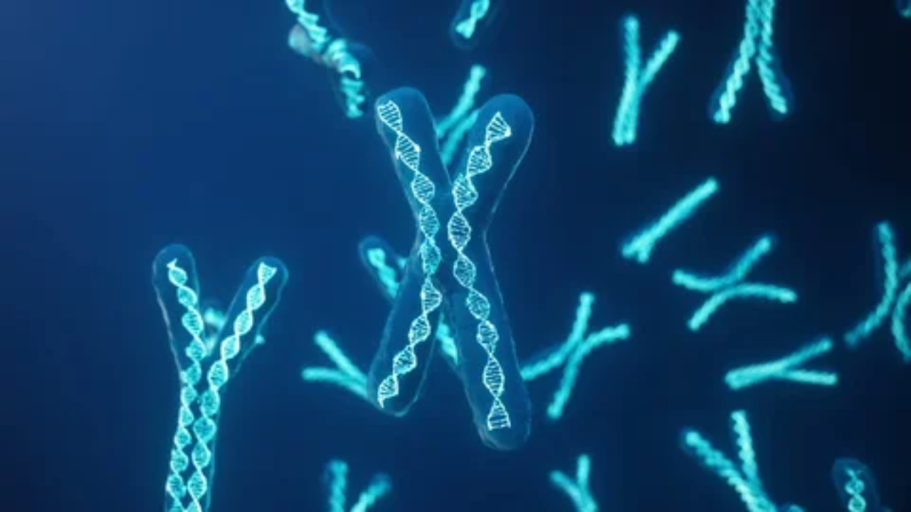 x and y chromosomes
