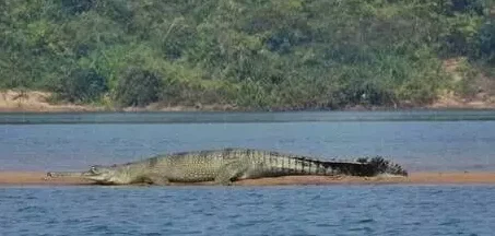world crocodile day satkosia
