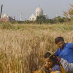 Uttar Pradesh wheat yield