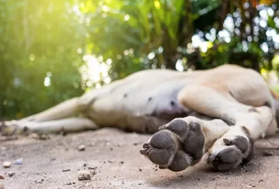 stray dog death