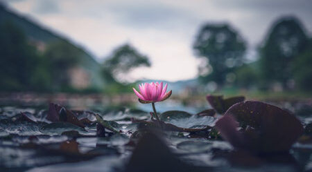Lotus blooms in Kashmir Wular Lake