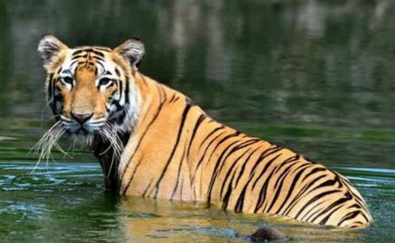 Corbett National Park Uttarakhand