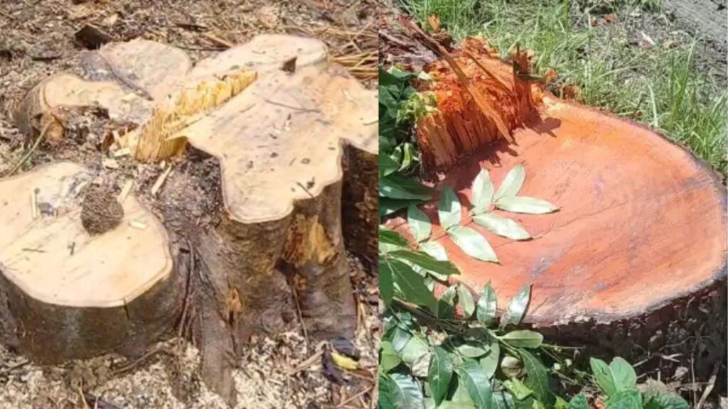 গাছ কাটা