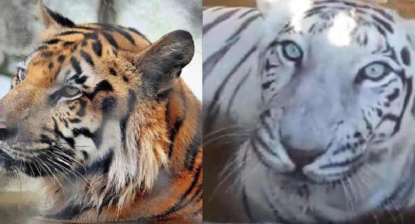 Alipur tigers death mystery