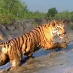 Sundarban jungle safari