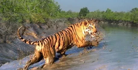 Sundarban jungle safari