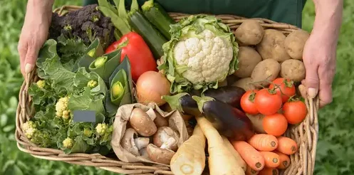 india-organic-food-market