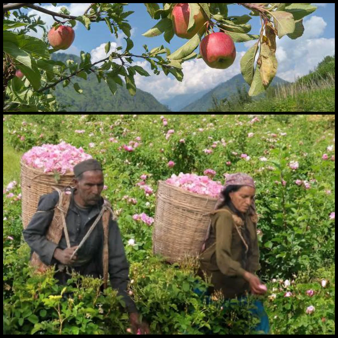 uttarakhand fragrance revolution