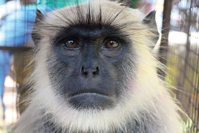 1606322903_5fbe8ad725ad7_monkey.jpg