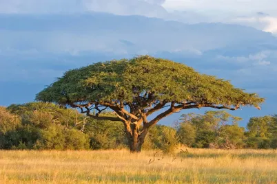 Acacia-tree.webp