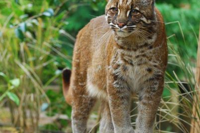 Asian-golden-cat.jpg