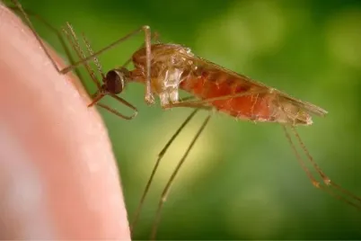 Dengue-2.webp