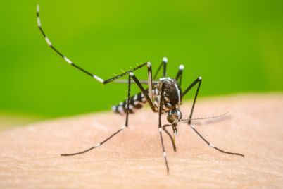Dengue_share-scaled.jpg