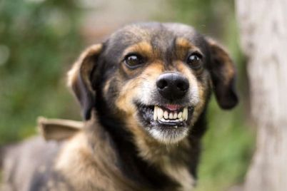 Dog-Attack.jpg