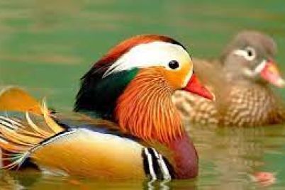 Duck-1.jpg