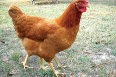 Four-legged-chicken.webp