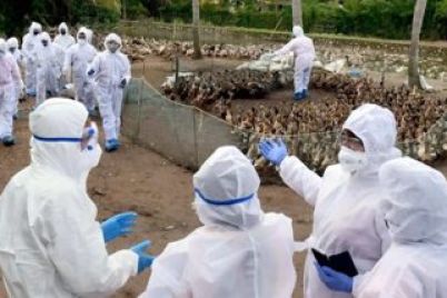 Jharkhand-bird-flu.jpg