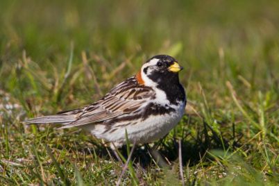 Lapland_Longspur_-_Calcarius_lapponicus_-_Sportittlingur_1.jpg