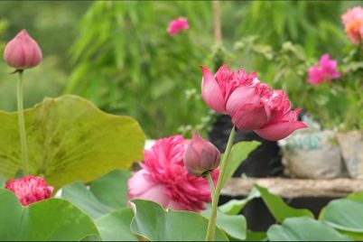 Mehwrppur_Water_lily.jpg