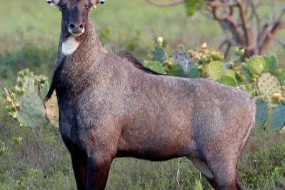 Nilgai-Durgapur.webp