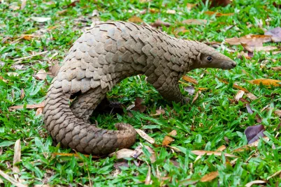 Pangolin.webp