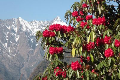 Red-Rhododendron-Flower.jpg