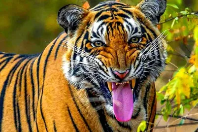 Royal-Bengal-Tiger.webp