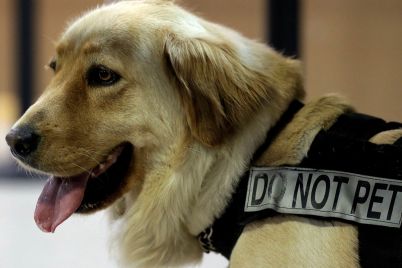 SNIFFER-DOG.jpg