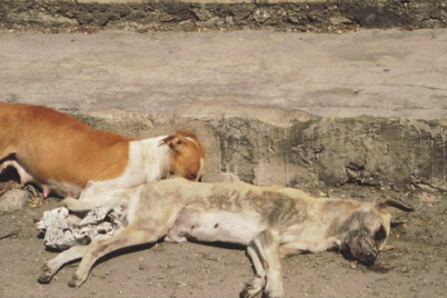 Stray-dogs-poisoned-during-a-municipal-campaign-e1750956685452.png