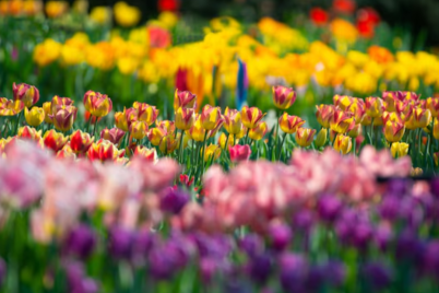 Untitled-design-2025-04-21T152731.014.png