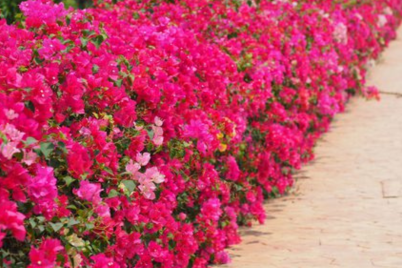 Untitled-design1083.png