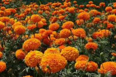 Untitled-design1225.png