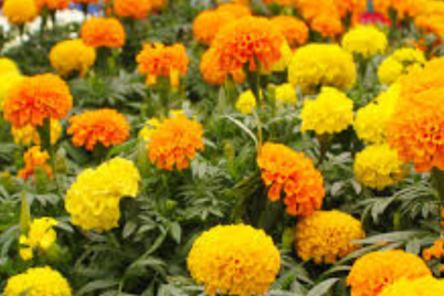 Untitled-design427.png