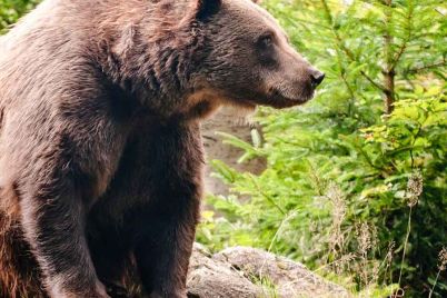 bear.jpg