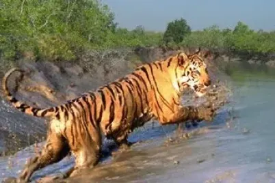blog-post-sundarban-tiger-reserve-safari-adventure-awaits-b965549c97656ea65527cce1d130b930202503100539-e1758193178365.webp