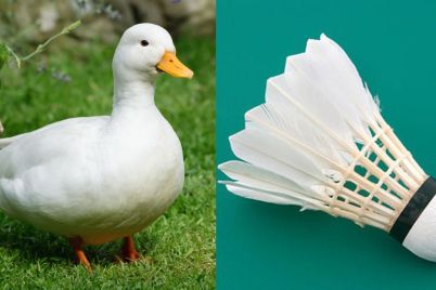 cock.jpg