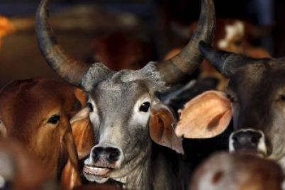 cow-hhh.jpg