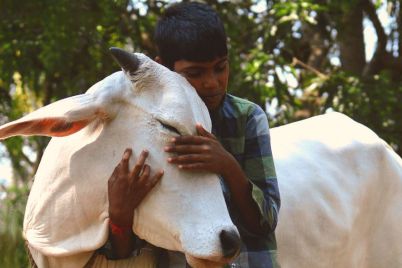 cow-hug-day.jpg