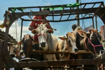 cow-trafficking-1601377999.jpg