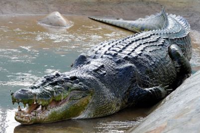 crocodaile.jpg