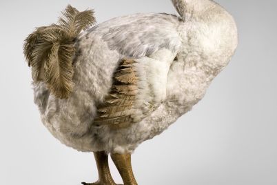 dodo-birds.jpg