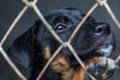 dog-3.jpg