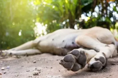 dog-iStock-883061130_0-e1750954145198.webp