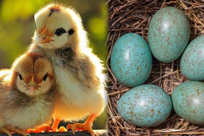 egg-chiken.jpg