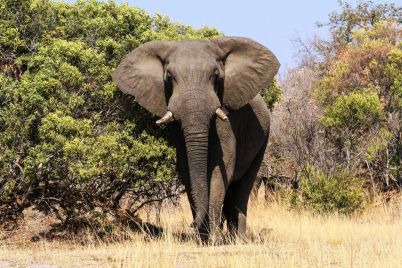 elephant.jpg