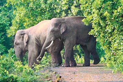 elephant-in-bankura.jpg