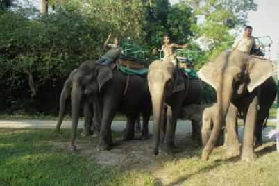 elephant-safari.jpg