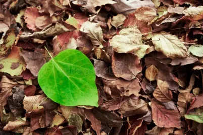 green-fresh-leave-brown-dry-dead-leaves-makes-dissonance-ecology-autumn-67067156.webp