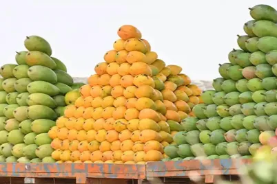 himsagar-mango.webp